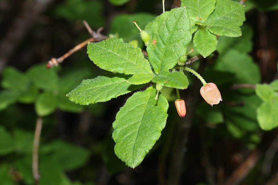 Rhododendron menziesii (mock azalea)