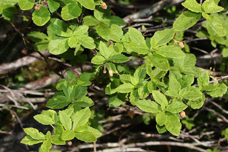 Rhododendron menziesii (mock azalea)