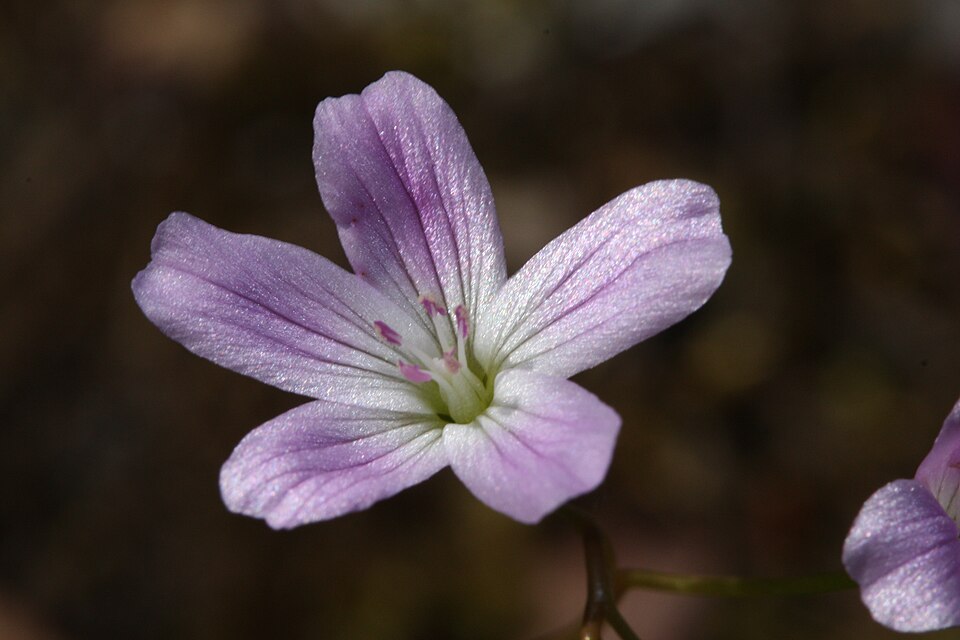 Montia parvifolia (Littleleaf Miner's-Lettuce) (alternate view 10)