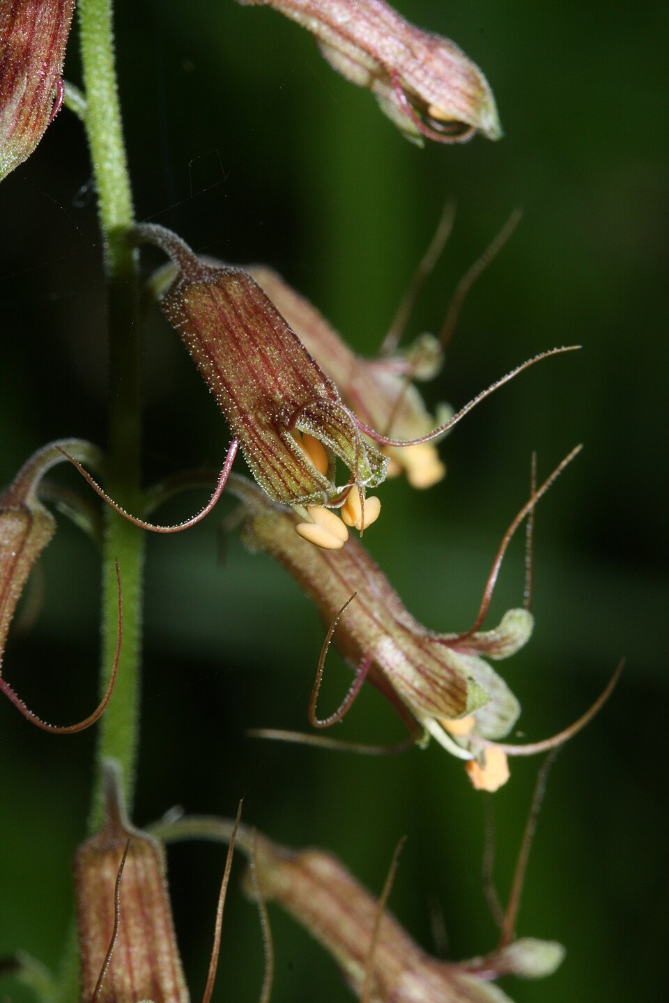 Tolmiea menziesii (piggy-back plant)