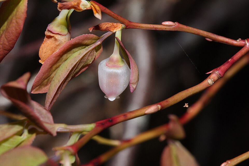 Vaccinium ovalifolium (Oval-leaf Huckleberry) (alternate view 7)