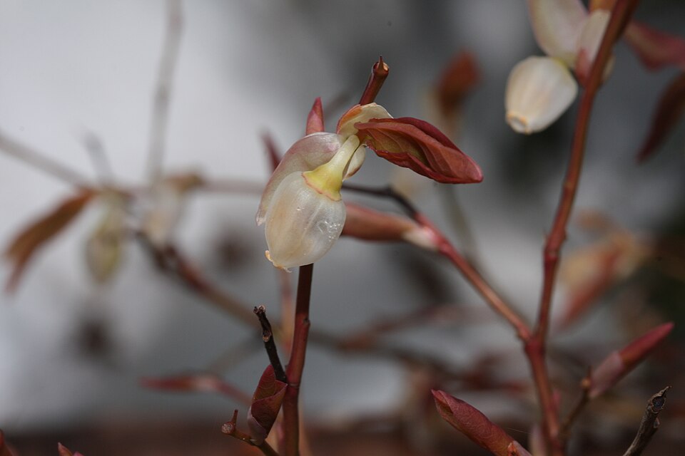 Vaccinium ovalifolium (Oval-leaf Huckleberry) (alternate view 8)
