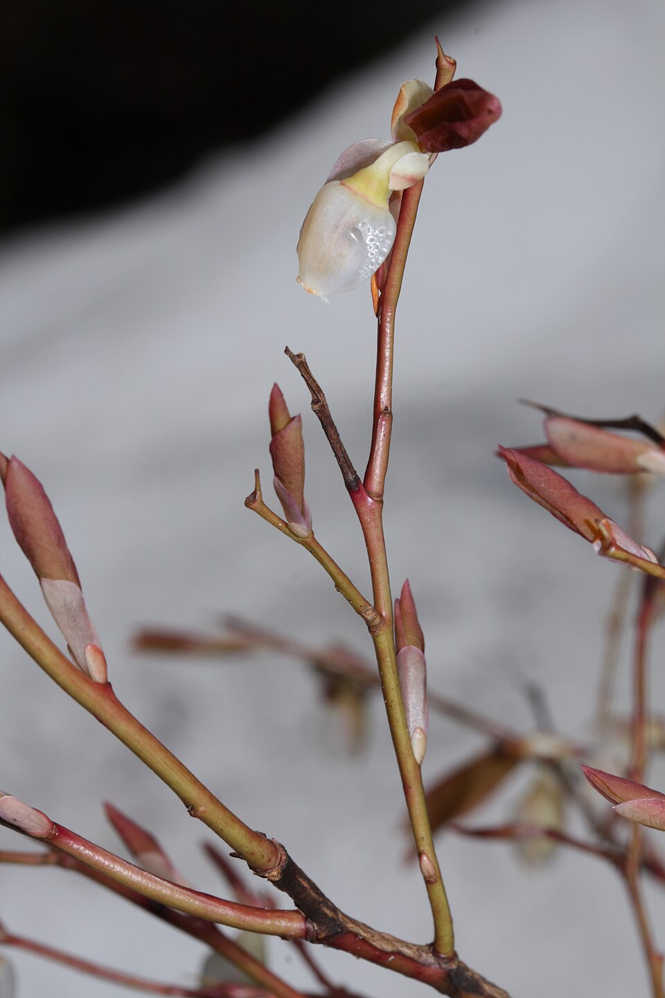 Vaccinium ovalifolium (Oval-leaf Huckleberry) (alternate view 9)