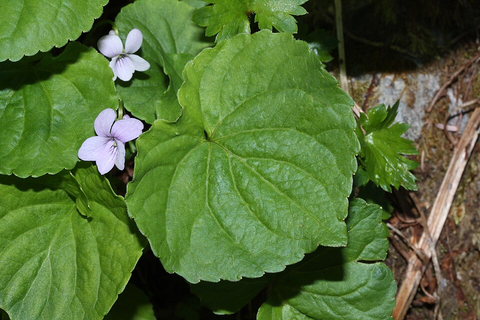Viola palustris (Marsh Violet) (alternate view 14)