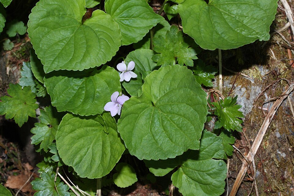 Viola palustris (Marsh Violet) (alternate view 15)