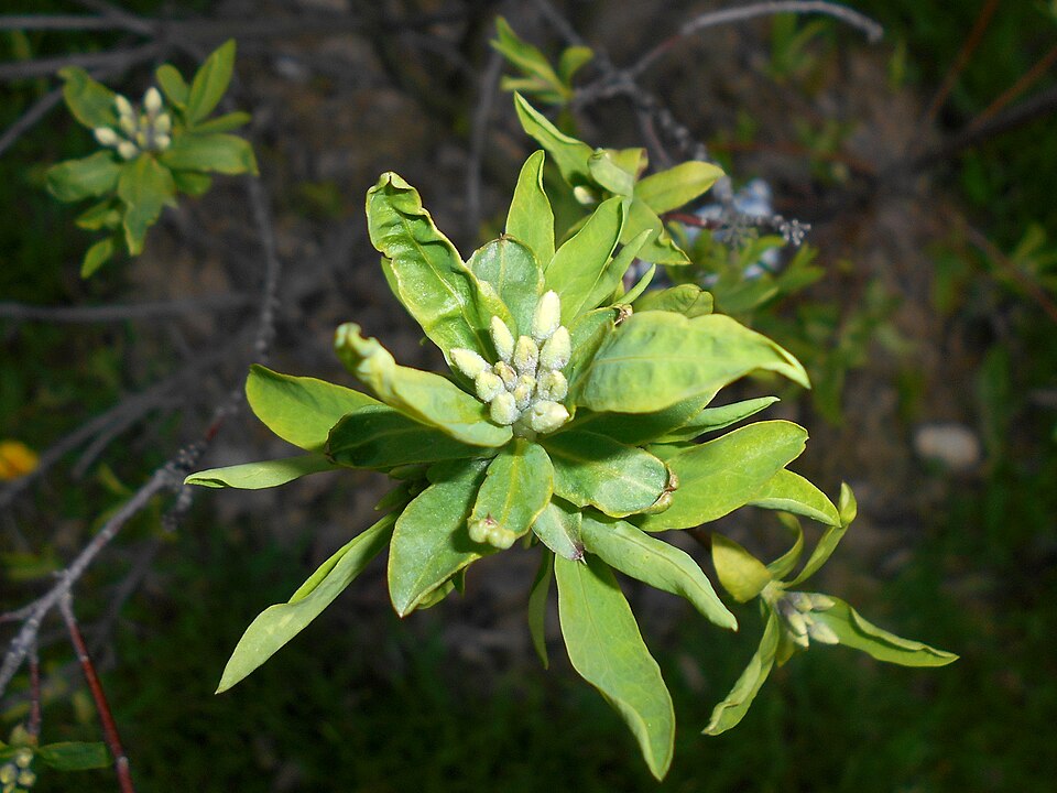 Daphne caucasica (Caucasian Daphne) (alternate view 4)