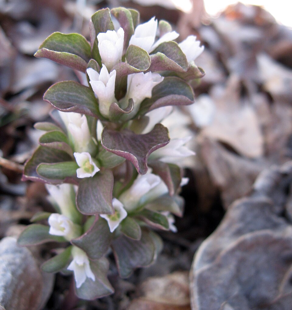 Obolaria virginica (pennywort) (alternate view 7)