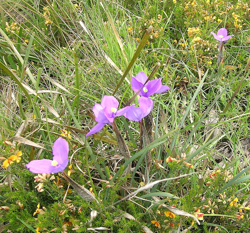 Patersonia occidentalis (Purple Flag) (alternate view 6)