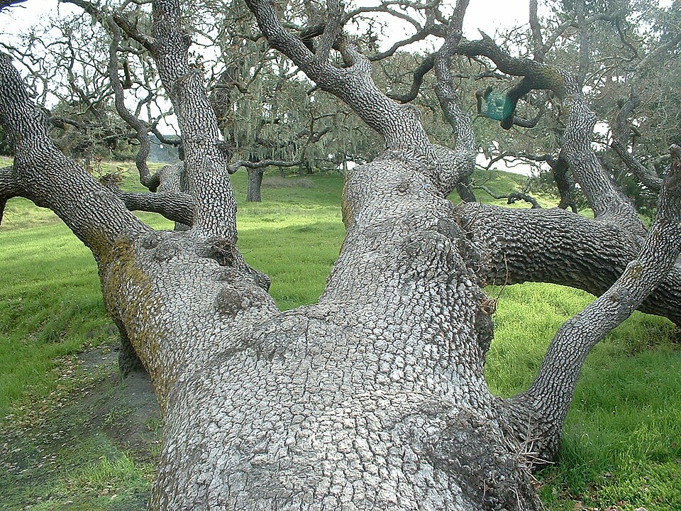 Quercus lobata (Valley Oak)