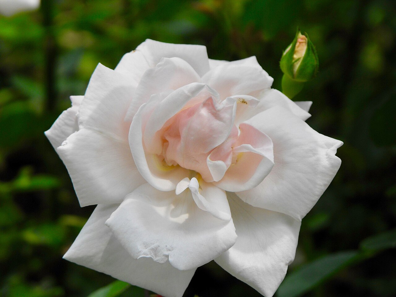 Rosa 'New Dawn', New Dawn climbing rose — climbing deciduous (Rosaceae) (image 6 of 9)