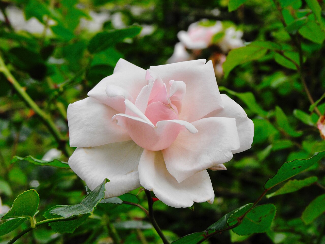Rosa 'New Dawn', New Dawn climbing rose — climbing deciduous (Rosaceae) (image 7 of 9)