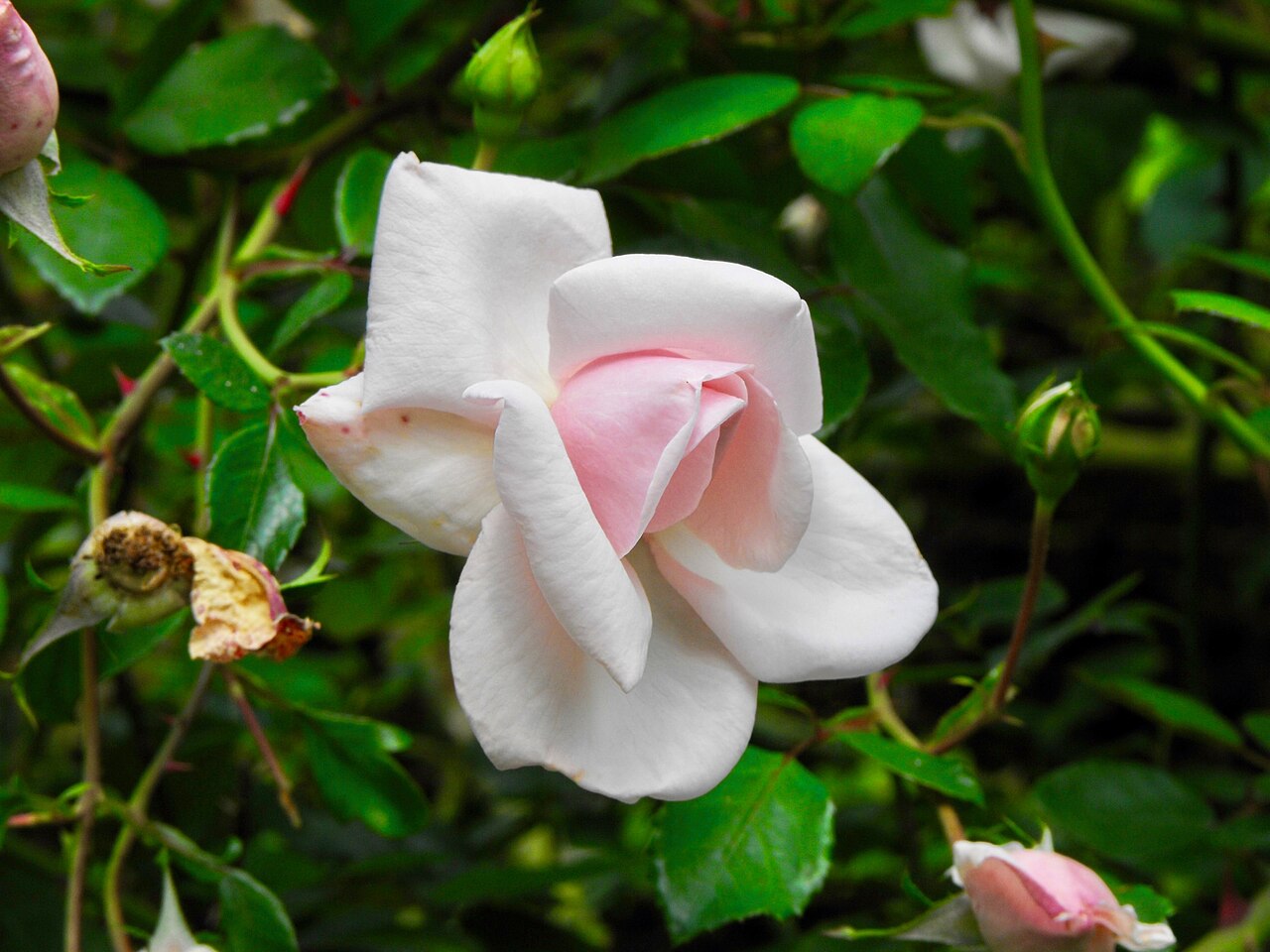 Rosa 'New Dawn', New Dawn climbing rose — climbing deciduous (Rosaceae) (image 8 of 9)