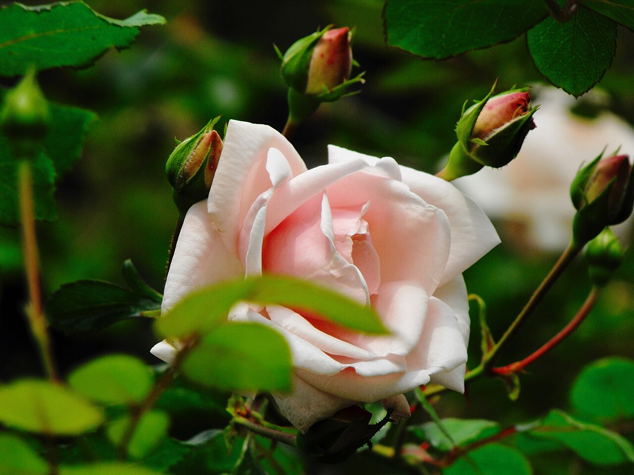 Rosa 'New Dawn', New Dawn climbing rose — climbing deciduous (Rosaceae) (image 9 of 9)