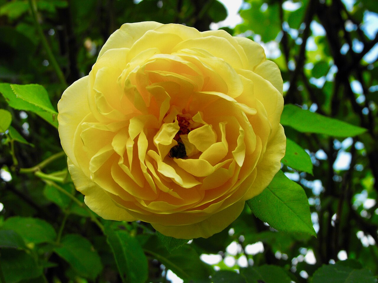 Rosa 'Graham Thomas', Rose 'Graham Thomas' — upright deciduous (Rosaceae) (image 8 of 10)