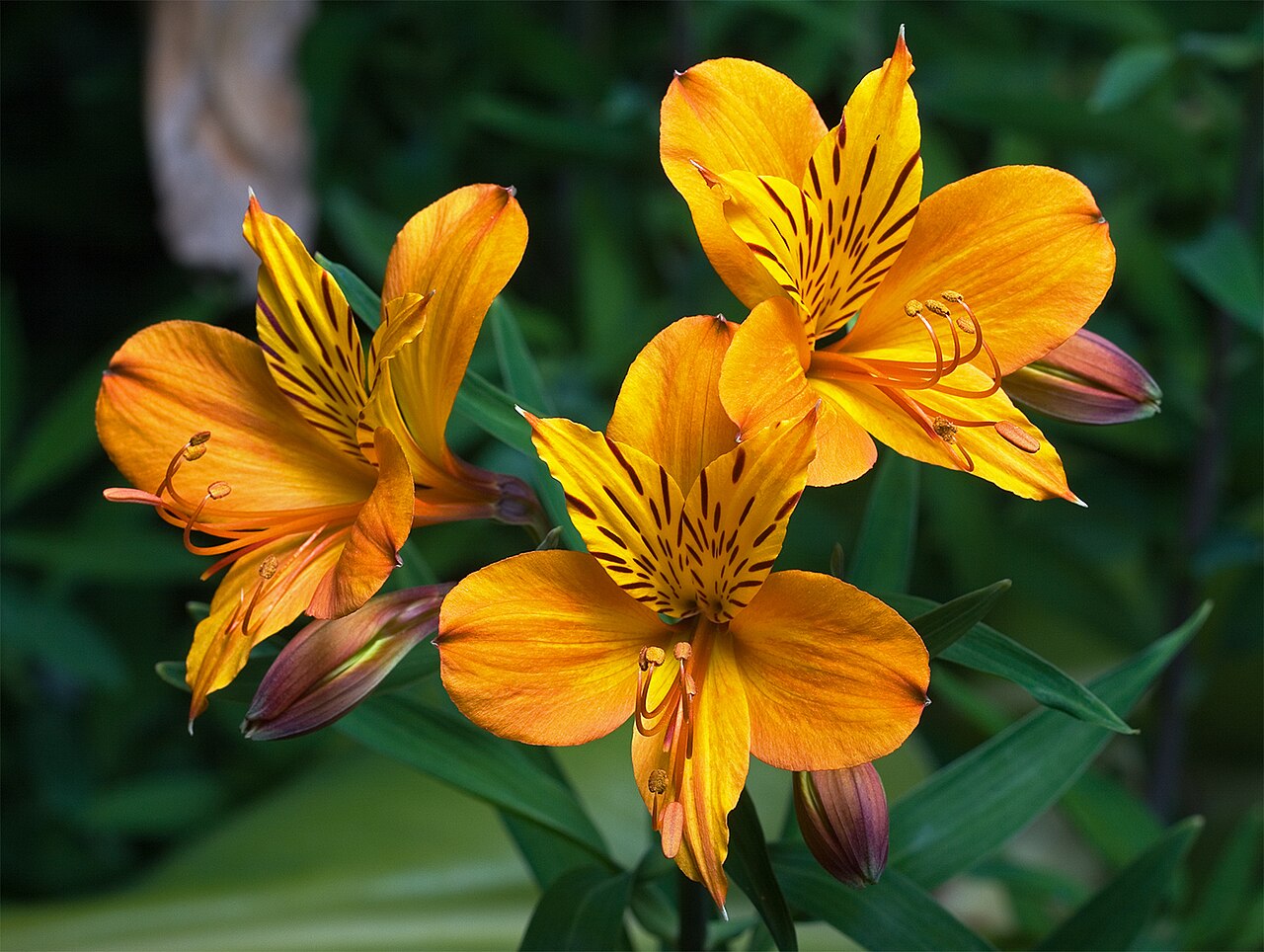 Alstroemeria (Peruvian lily, lily of the Incas)