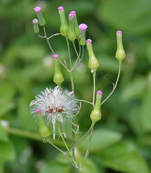 Emilia sonchifolia (lilac tasselflower) (alternate view 6)