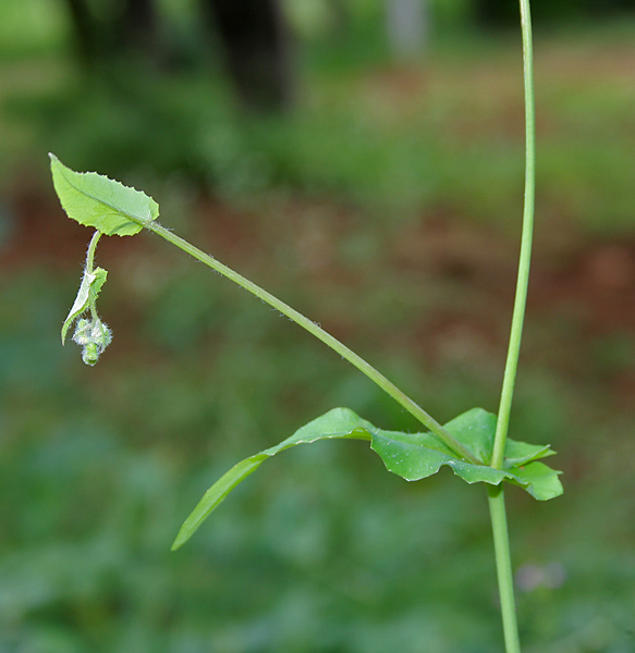 Emilia sonchifolia (lilac tasselflower) (alternate view 7)