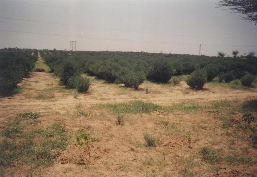 Simmondsia chinensis (jojoba) (alternate view 6)