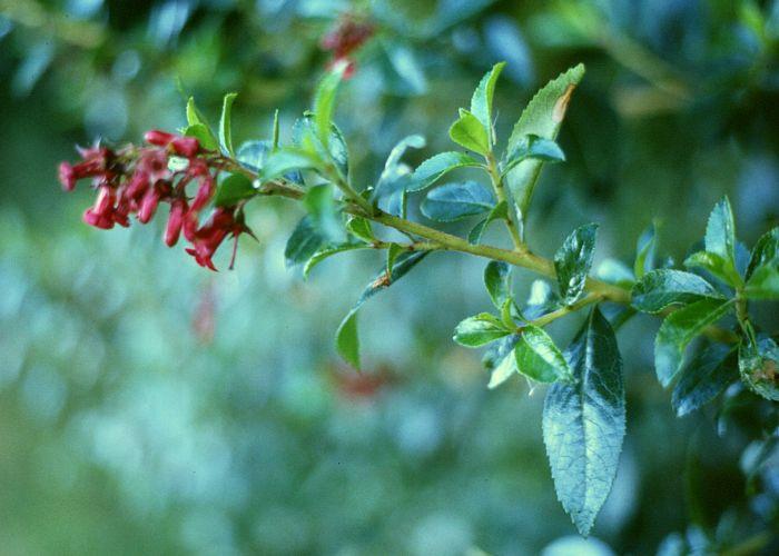 Escallonia rubra (redclaws)