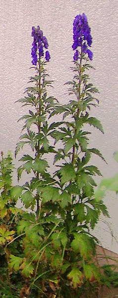 Aconitum carmichaelii (Azure Monkshood) (alternate view 6)