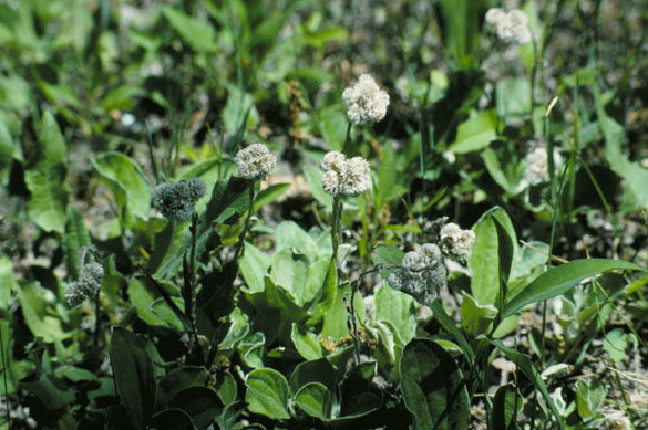 Antennaria plantaginifolia (plantain-leaved pussytoes) (alternate view 5)