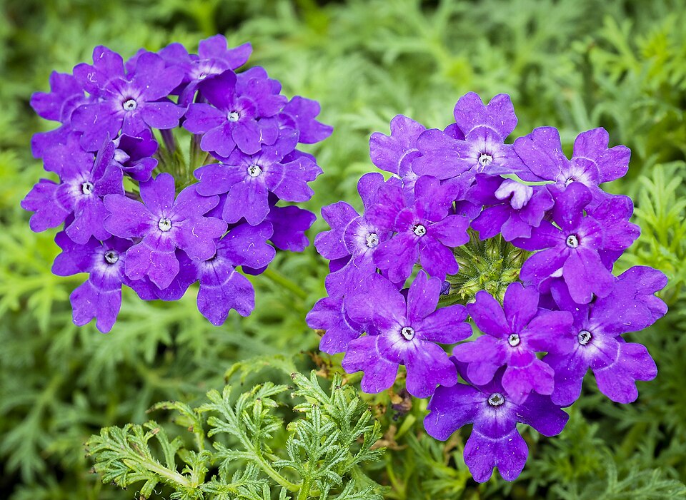 Verbena (vervains) (alternate view 7)