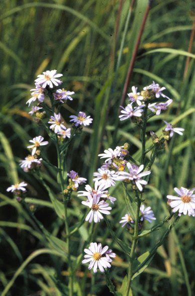 Symphyotrichum laeve (smooth blue aster) (alternate view 2)