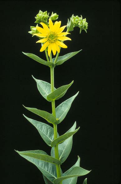 Silphium integrifolium (prairie rosinweed)