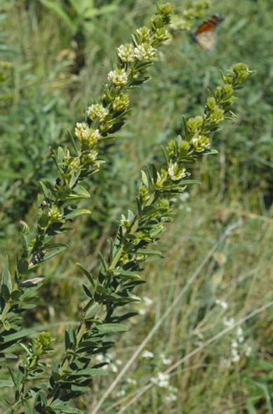 Lespedeza capitata (round-headed bush clover) (alternate view 6)