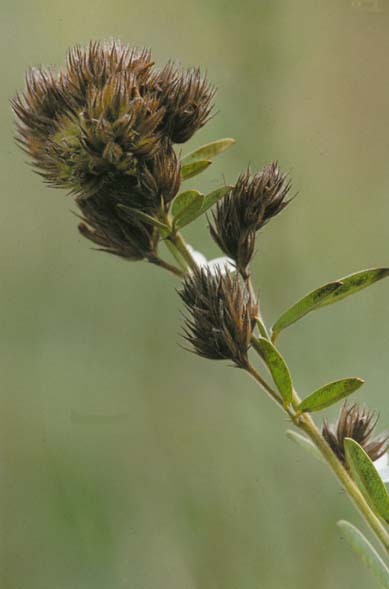 Lespedeza capitata (round-headed bush clover) (alternate view 7)