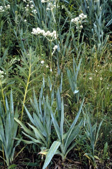 Eryngium yuccifolium (Rattlesnake Master) (alternate view 6)