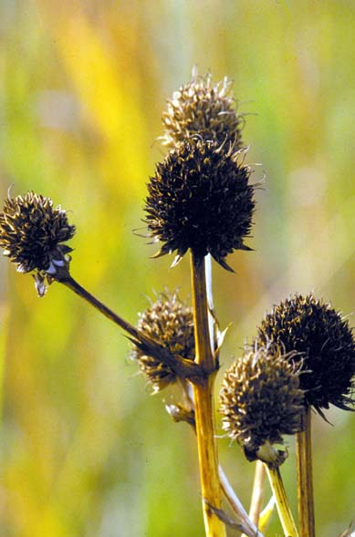 Eryngium yuccifolium (Rattlesnake Master) (alternate view 7)