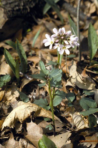 Cardamine douglassii (Purple Cress) (alternate view 6)