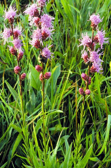 Liatris aspera (rough blazing star) (alternate view 6)