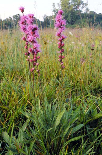 Liatris aspera (rough blazing star) (alternate view 7)