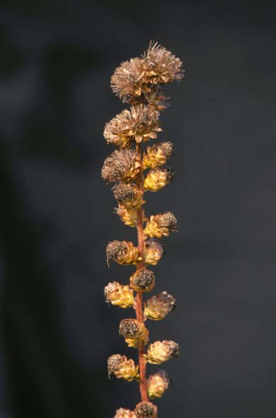 Liatris aspera (rough blazing star) (alternate view 8)