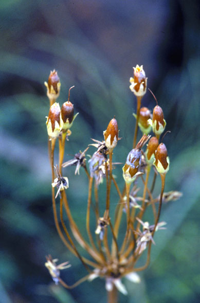Primula meadia (eastern shooting star) (alternate view 6)