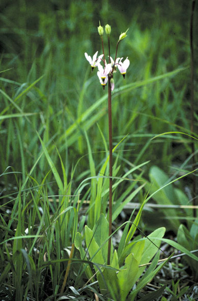Primula meadia (eastern shooting star) (alternate view 7)