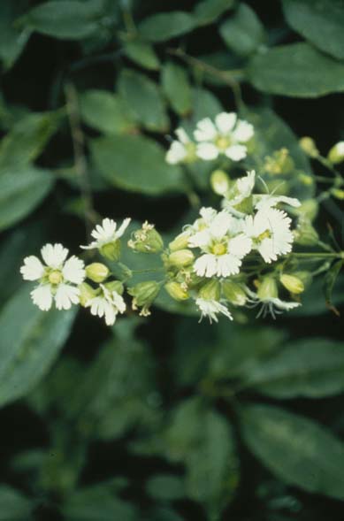 Silene stellata (starry campion) (alternate view 6)