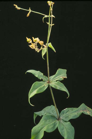 Silene stellata (starry campion) (alternate view 7)