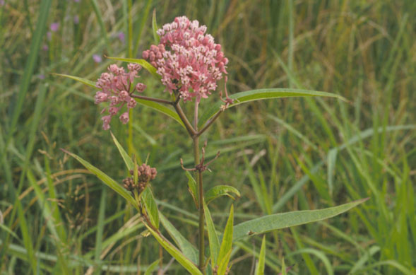 Asclepias incarnata (Swamp Milkweed) (alternate view 6)