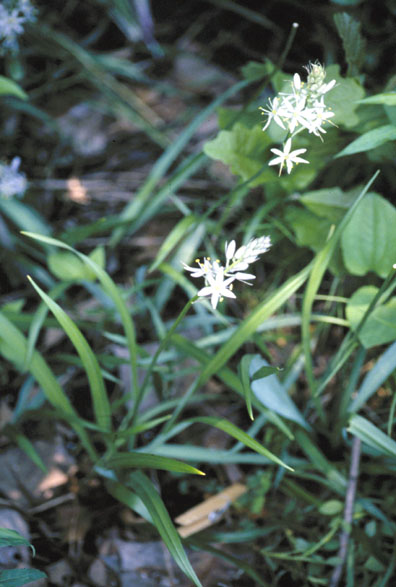 Camassia scilloides (Atlantic camas)