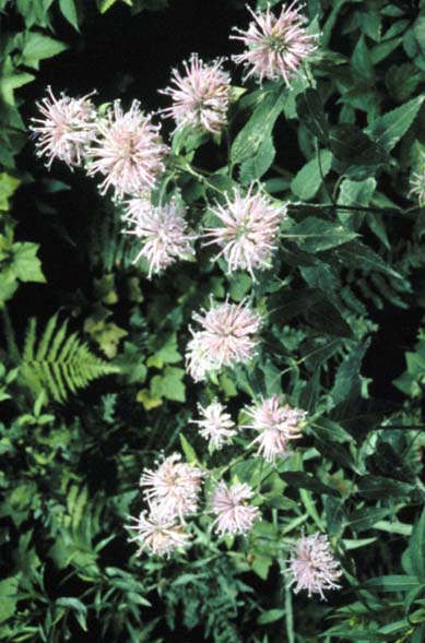 Monarda fistulosa (Wild Bergamot)