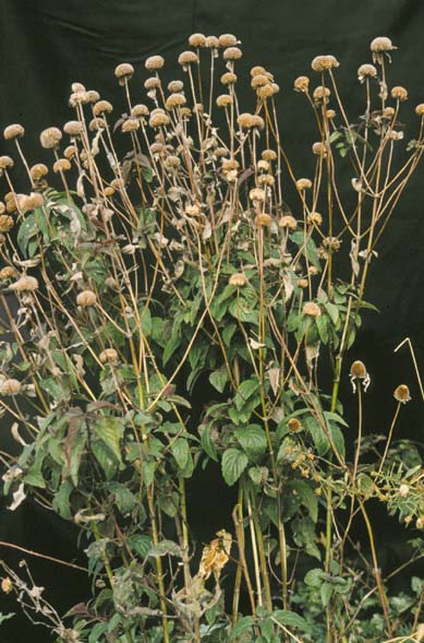 Monarda fistulosa (Wild Bergamot)