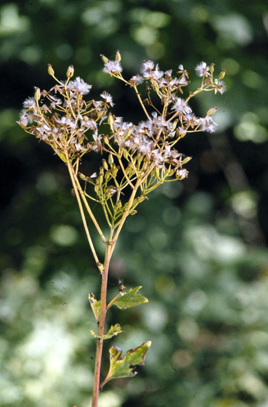 Arnoglossum atriplicifolium (pale Indian plantain)