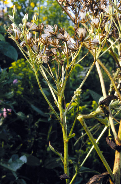 Arnoglossum atriplicifolium (pale Indian plantain) (alternate view 2)