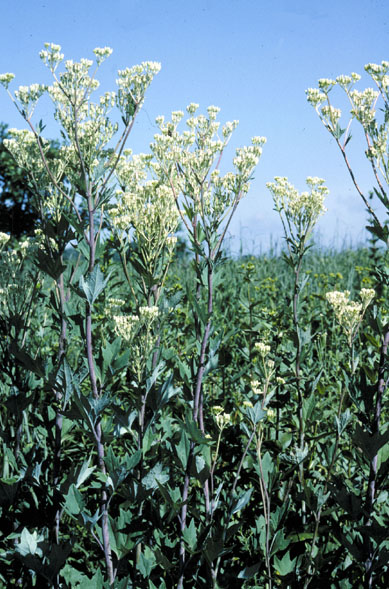 Arnoglossum atriplicifolium (pale Indian plantain) (alternate view 3)