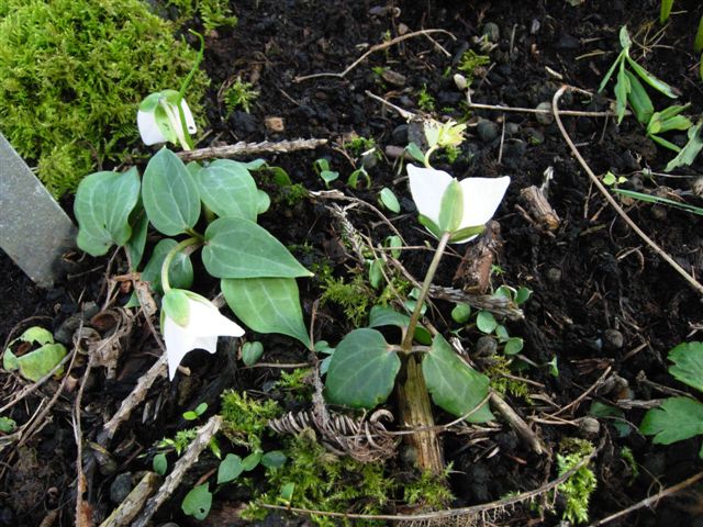 Pseudotrillium rivale (brook wakerobin) (alternate view 8)