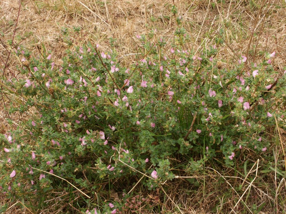 Ononis spinosa (Spiny restharrow)