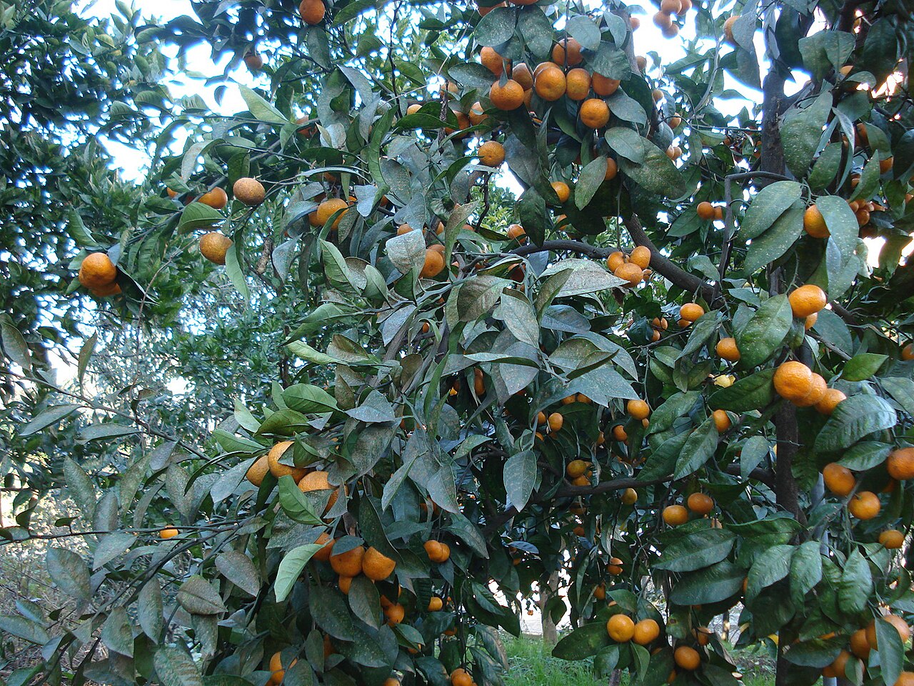 Citrus reticulata, Mandarin orange — spreading evergreen (Rutaceae) (image 1 of 10)